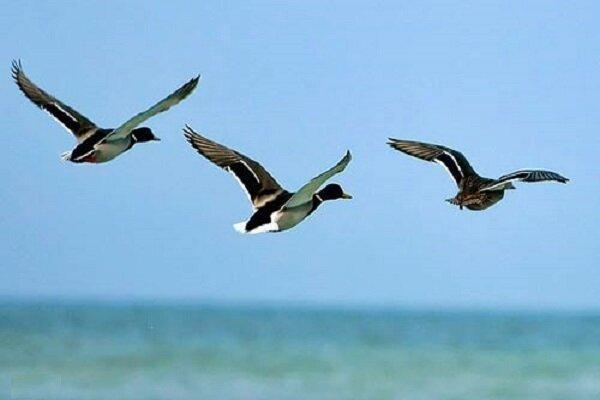 مهمان های هر سال وارد بهشت پرندگان شدند