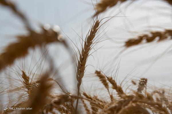 واردات 5 میلیون تن گندم در راه است، چرا خودکفایی گندم مغلوب شد؟