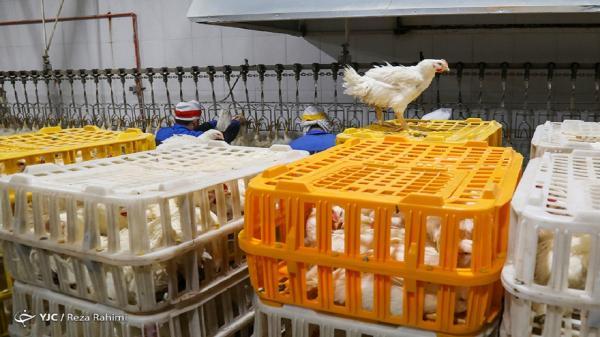 توزیع روزانه 6 هزار و 500 تن مرغ در کشور، واردات تخم مرغ نطفه دار راهی برای تنظیم بازار جوجه