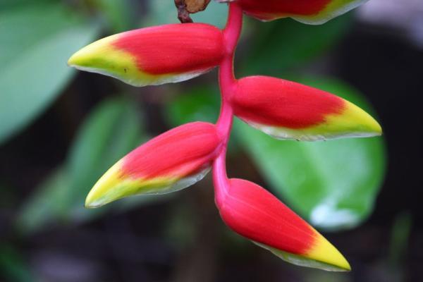 یک گیاه گلدار عجیب از هاوایی
