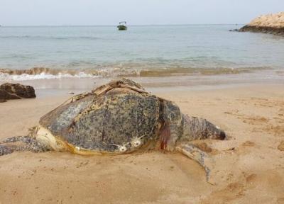 لاشه لاک پُشت سبز در ساحل قشم