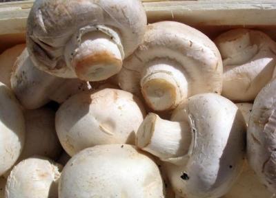 بهترین راه برای تازه ماندن قارچ، قارچ را با این روش های ساده سفید کنید